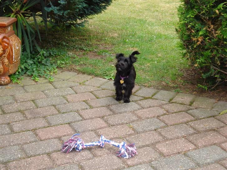 Blanding af racer Trunte - Trunte 11 uger billede 3