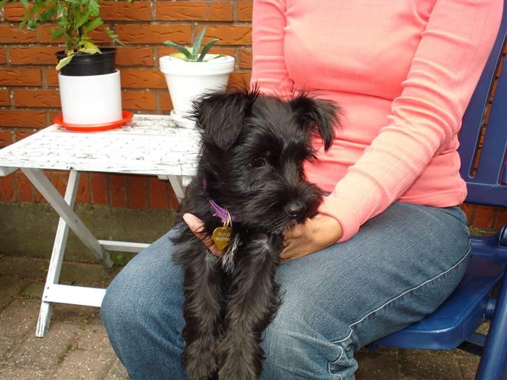 Blanding af racer Trunte - Skødehund 11 uger billede 4