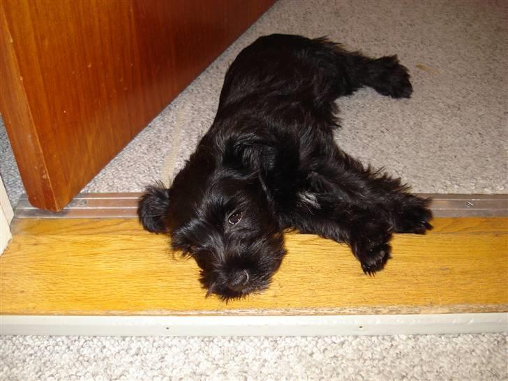 Blanding af racer Trunte - Træt lille hund billede 5