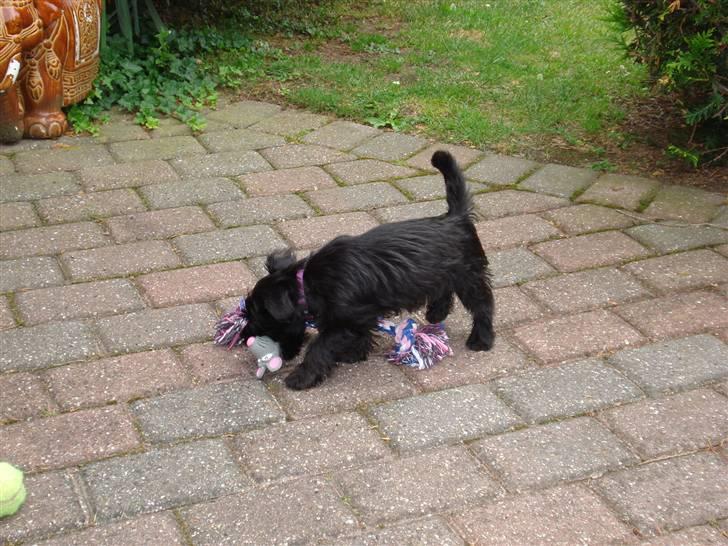 Blanding af racer Trunte - Truntes legetøj billede 6