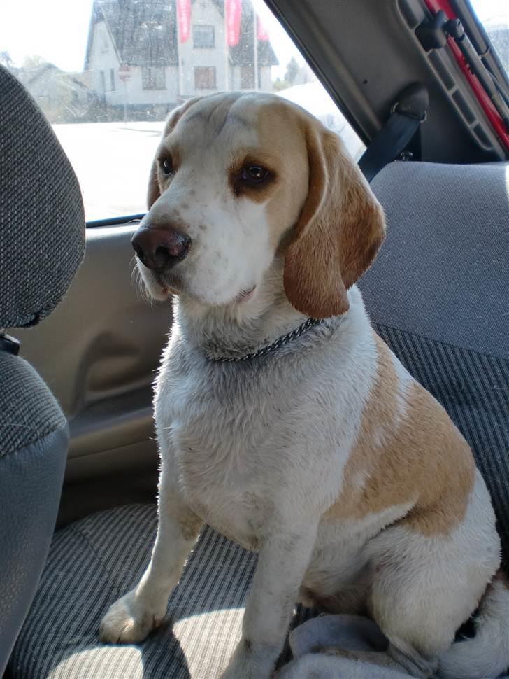 Beagle Sopwith Camel ´s Tyson  - Elsker mine hunde så meget at jeg har malet dem på væggen hjemme i stuen :) billede 12