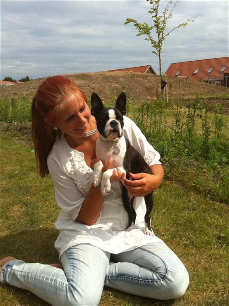 Boston terrier Unik - mig og unik billede 12