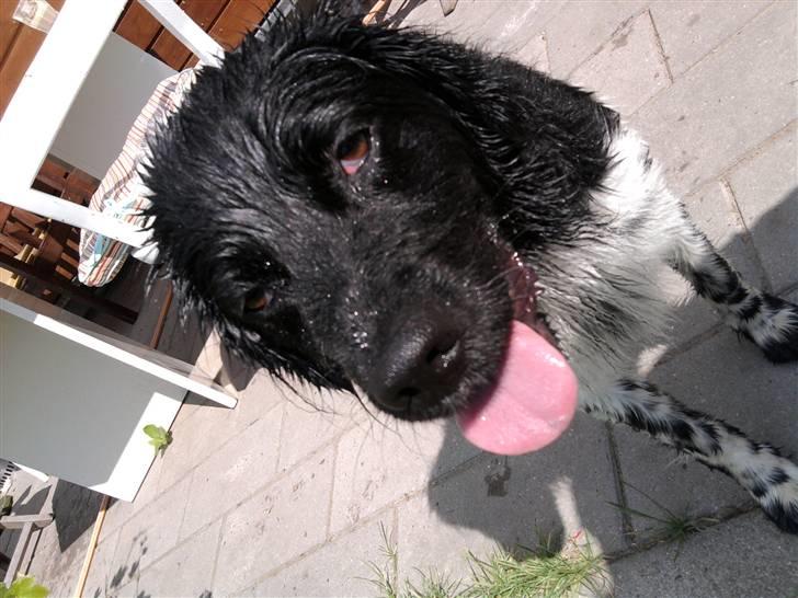 Stabijhoun Sigga billede 3