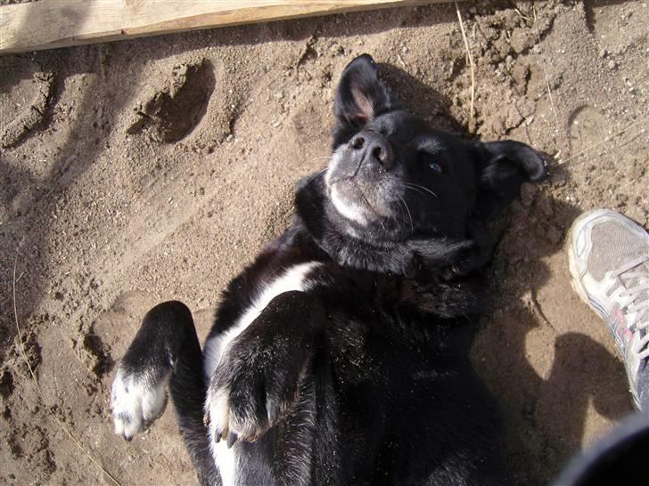Labrador retriever Bella  billede 10