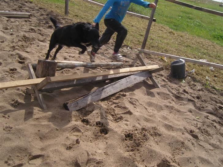 Labrador retriever Bella  billede 11