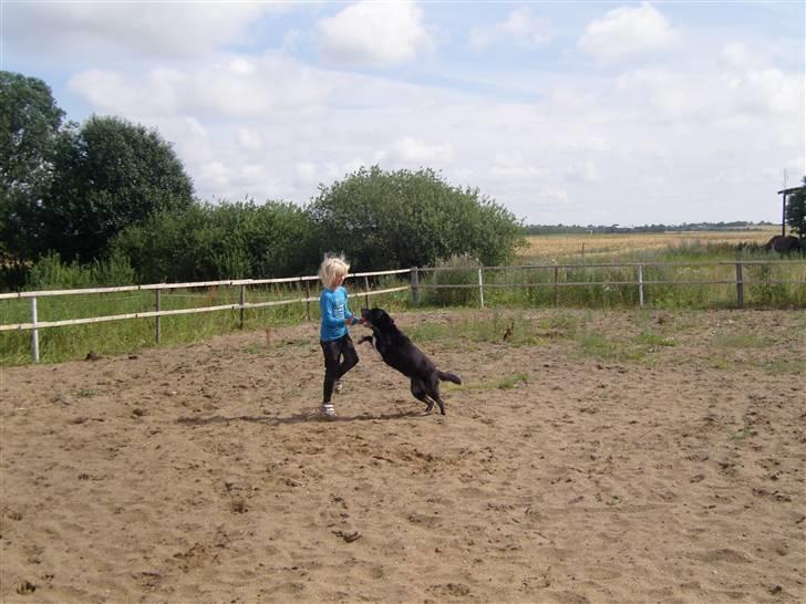 Labrador retriever Bella  billede 12