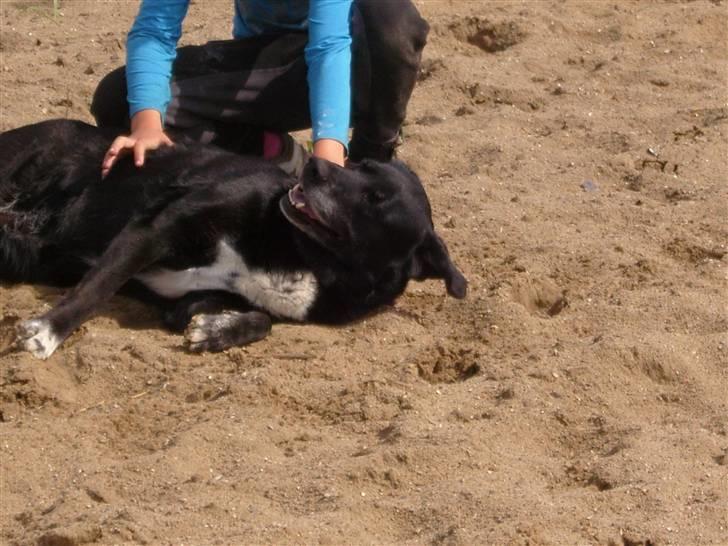 Labrador retriever Bella  billede 13