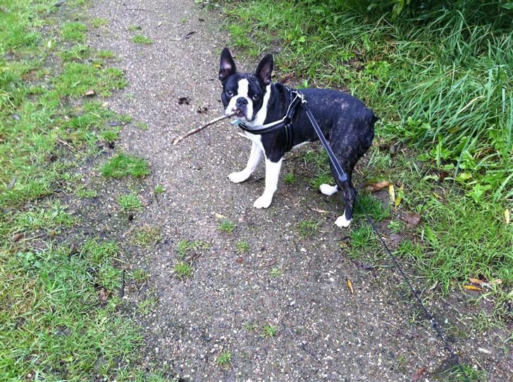 Boston terrier Unik - ude at gå tur billede 17
