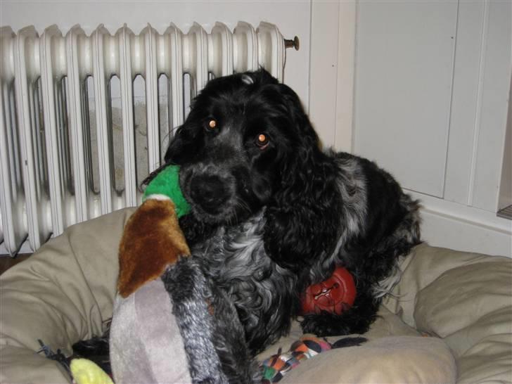 Cocker spaniel Kenzo billede 12