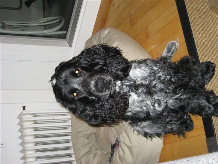 Cocker spaniel Kenzo billede 13