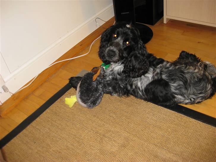 Cocker spaniel Kenzo billede 14