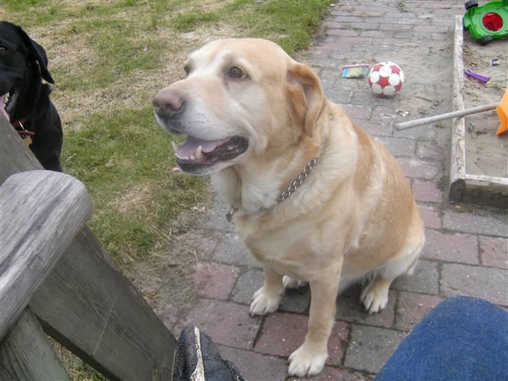 Labrador retriever |Skipper  billede 16