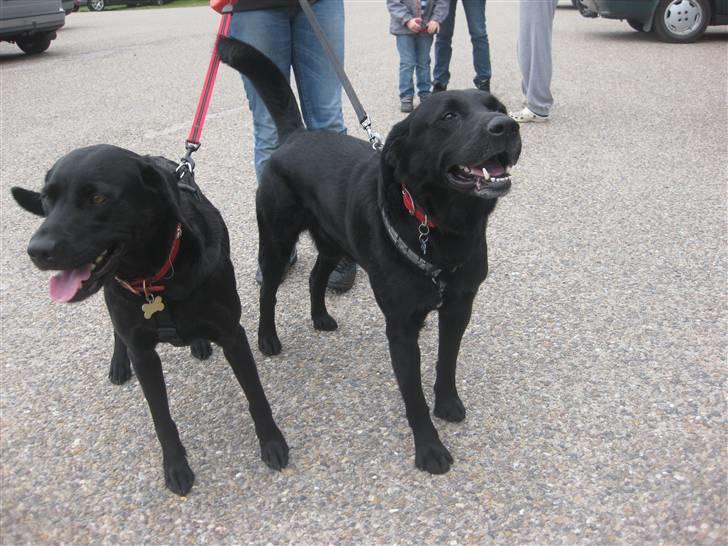 Labrador retriever  |Sally - Foto:Anne-sofie Nielsen  billede 22