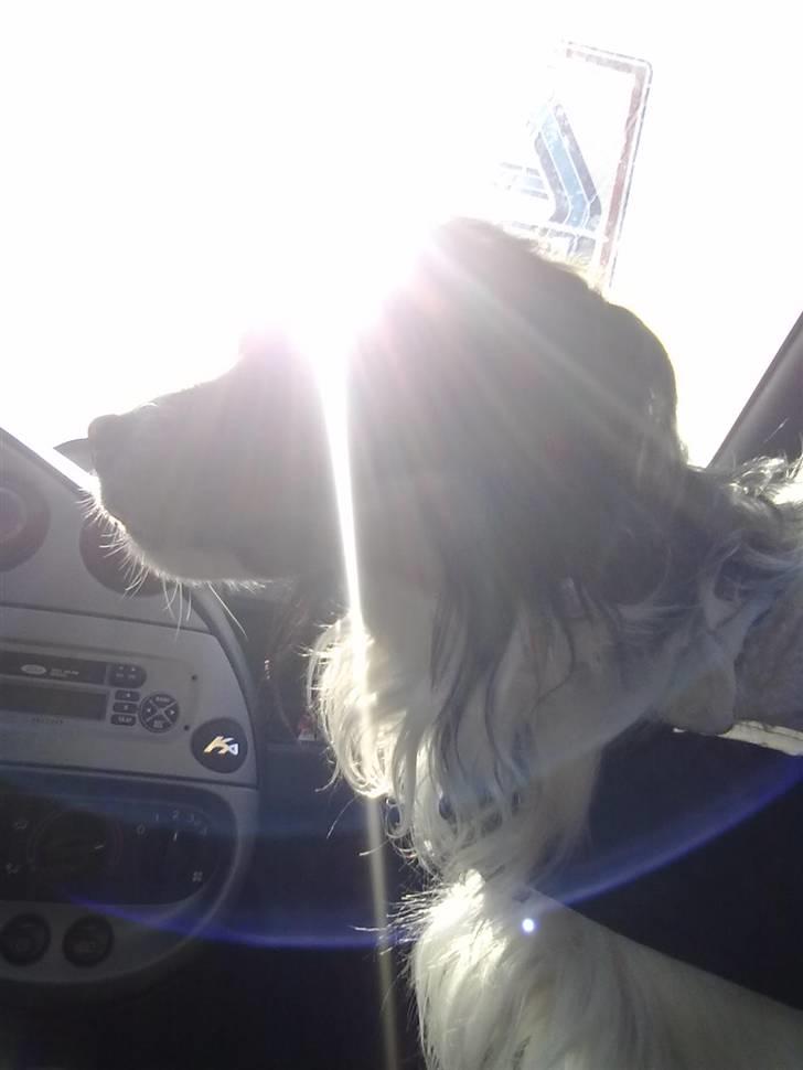 Blanding af racer pjuske - aldi hunden billede 12