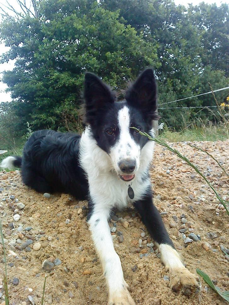 Border collie chang - jeg har ikke leget i sandet  billede 16