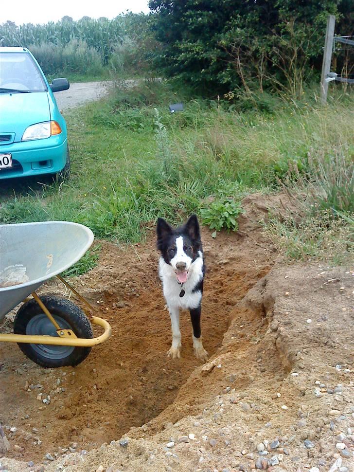 Border collie chang - ok lidt  billede 17