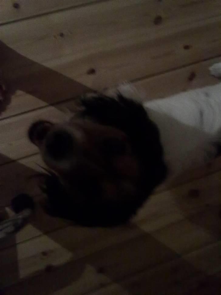 Blanding af racer pjuske billede 13