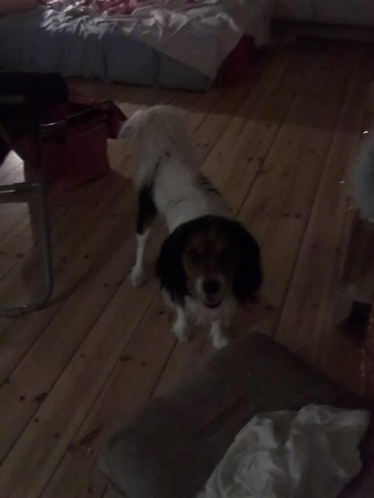 Blanding af racer pjuske billede 14