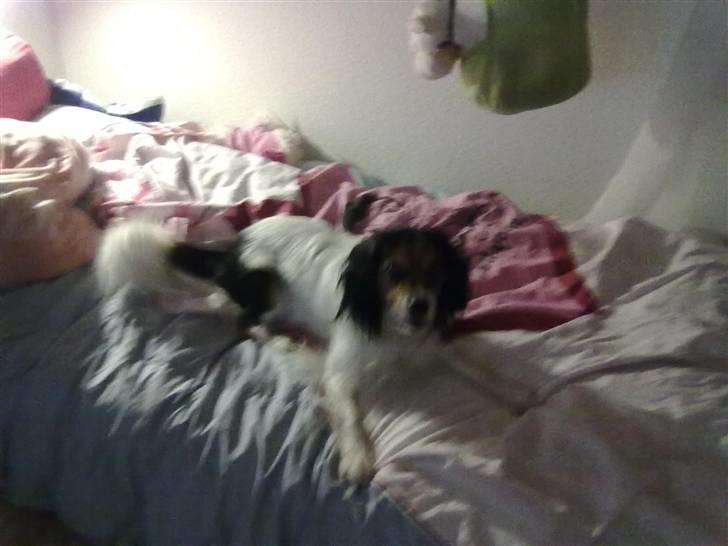 Blanding af racer pjuske billede 15