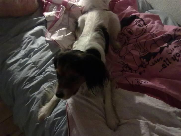 Blanding af racer pjuske billede 16