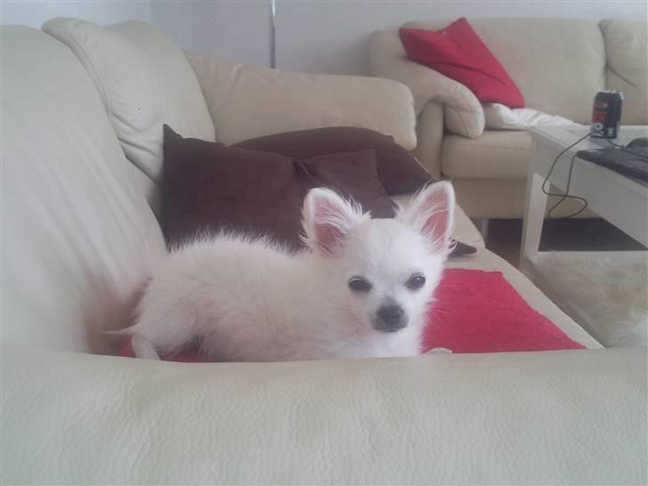 Chihuahua Miley - 16 uger og smuk som ingen andre :-) billede 2