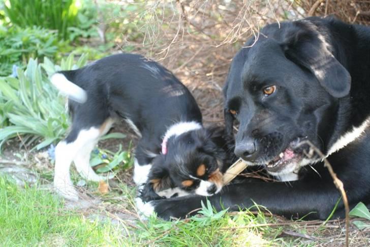 Cavalier king charles spaniel Tilde - Jeg eeeelsker Nemo! billede 9
