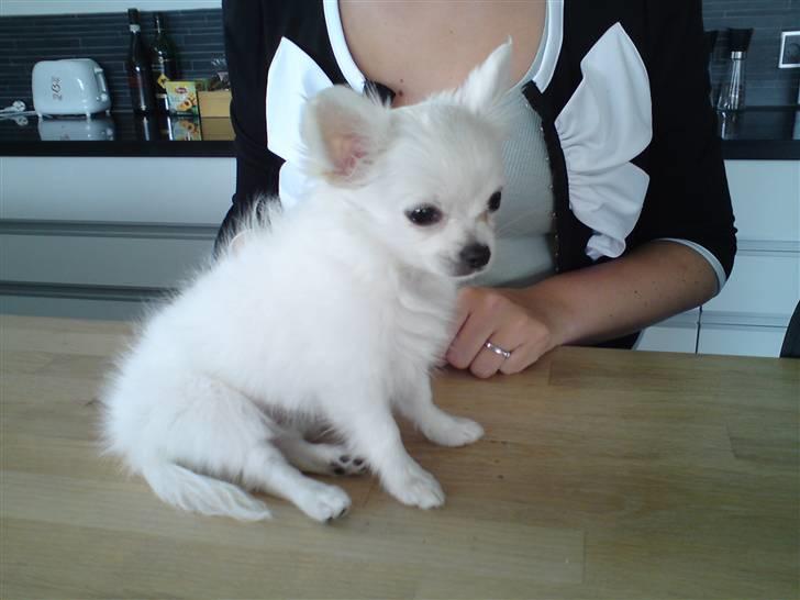 Chihuahua Miley billede 3