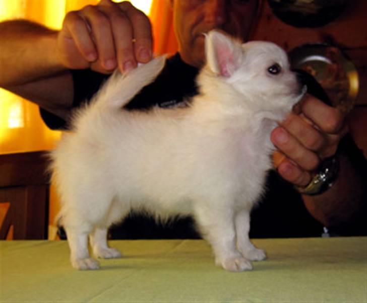 Chihuahua Miley billede 4