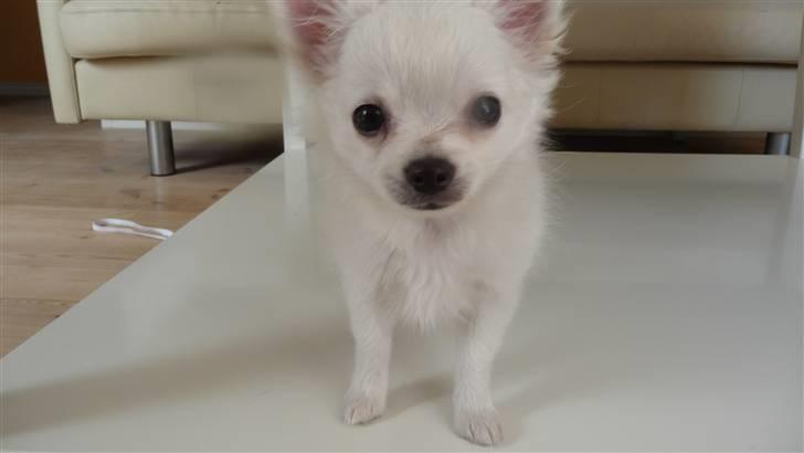 Chihuahua Miley billede 5