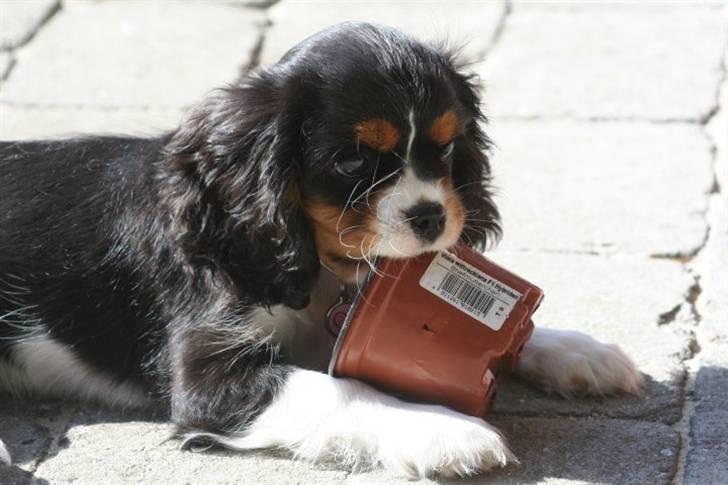Cavalier king charles spaniel Tilde - "Neeeeeeej mormor ... jeg har ikke taget .. noget"" billede 10