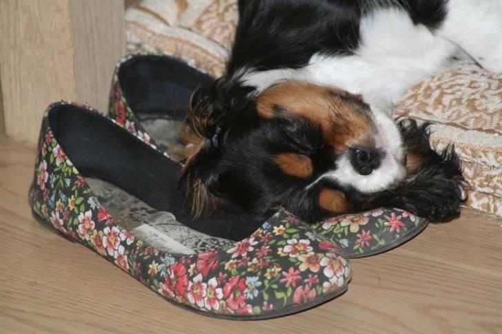Cavalier king charles spaniel Tilde - Åååårh manner det er fedt at sove med hovedet nede i mors sko billede 11