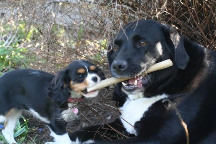 Cavalier king charles spaniel Tilde - NEmo deler alt med mig .. han er bare så sød billede 12