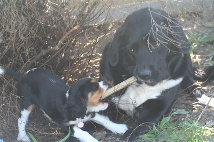 Blanding af racer Nemo - De eeeeelsker bare hinanden!! billede 18