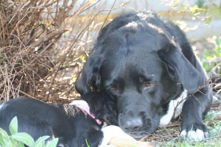 Blanding af racer Nemo - Såååå sødt! Den store hund ... han elsker lille Tilde billede 19