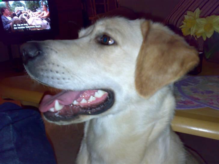 Blanding af racer Chilli billede 1