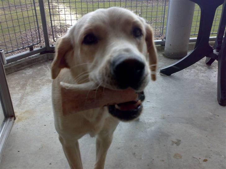 Blanding af racer Chilli billede 2