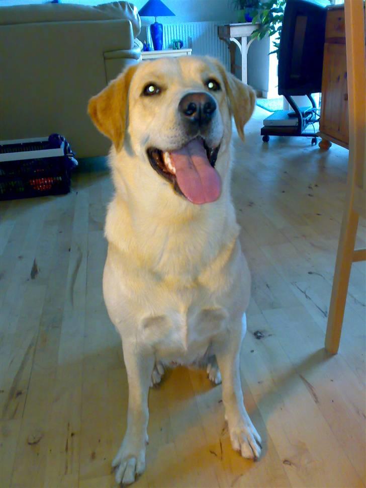 Blanding af racer Chilli billede 3