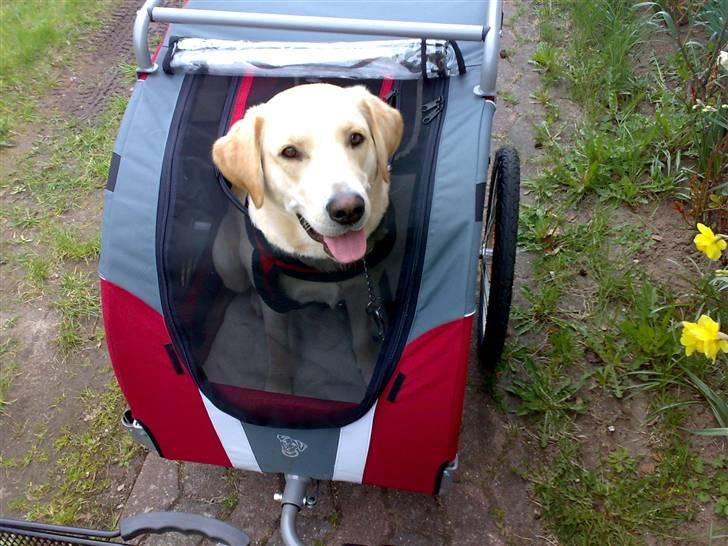 Blanding af racer Chilli billede 4