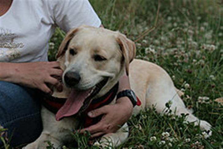 Blanding af racer Chilli billede 5