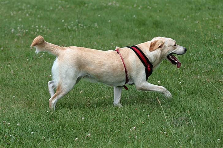 Blanding af racer Chilli billede 6