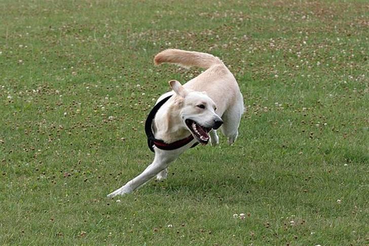 Blanding af racer Chilli billede 7