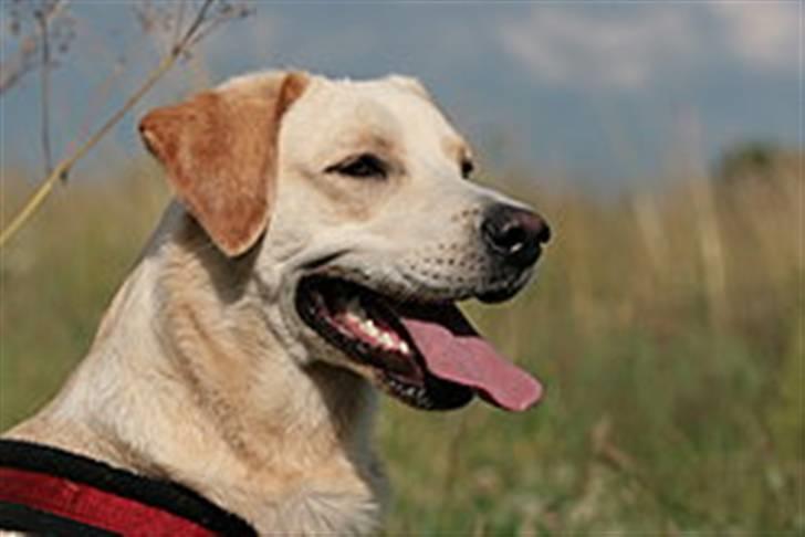 Blanding af racer Chilli billede 8