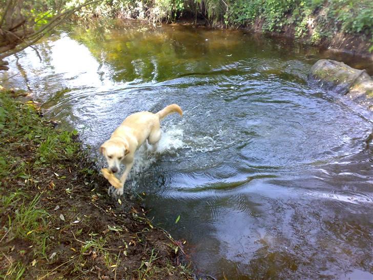 Blanding af racer Chilli billede 9