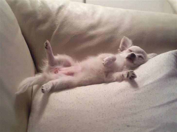 Chihuahua Miley billede 6