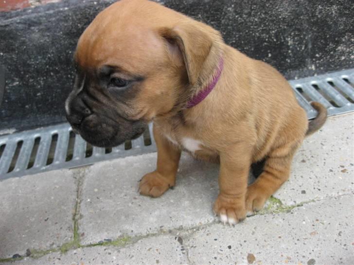 Boxer Jargo billede 5