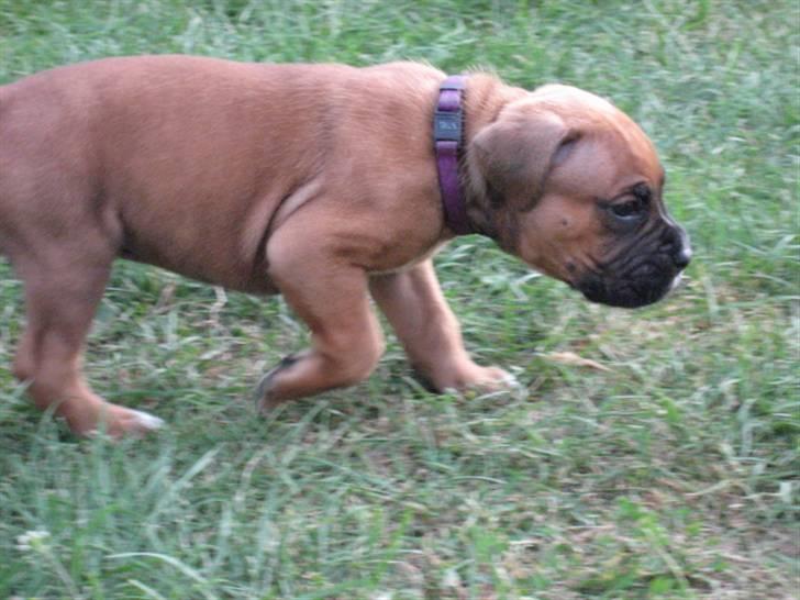 Boxer Jargo billede 6