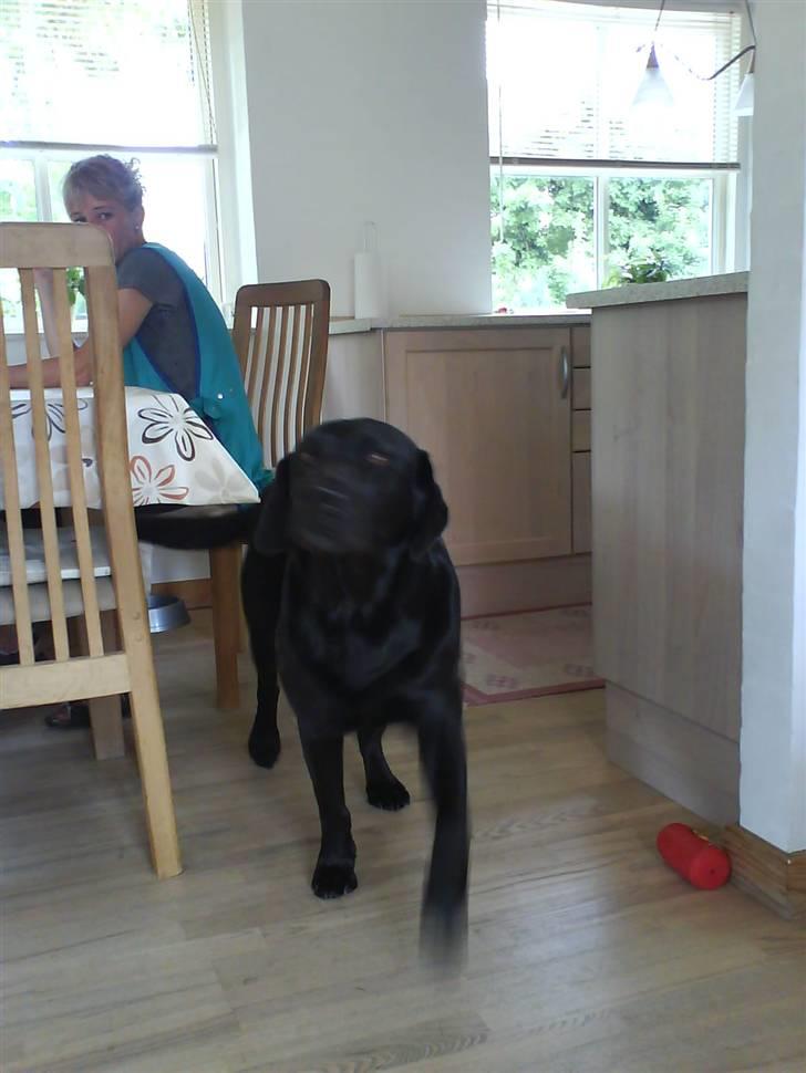 Labrador retriever Monty af Keis billede 1