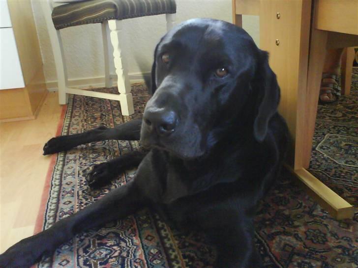 Labrador retriever Monty af Keis - Ingen er som dig. <3 billede 2