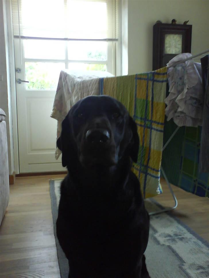 Labrador retriever Monty af Keis - Min skønne vupper :-) billede 3