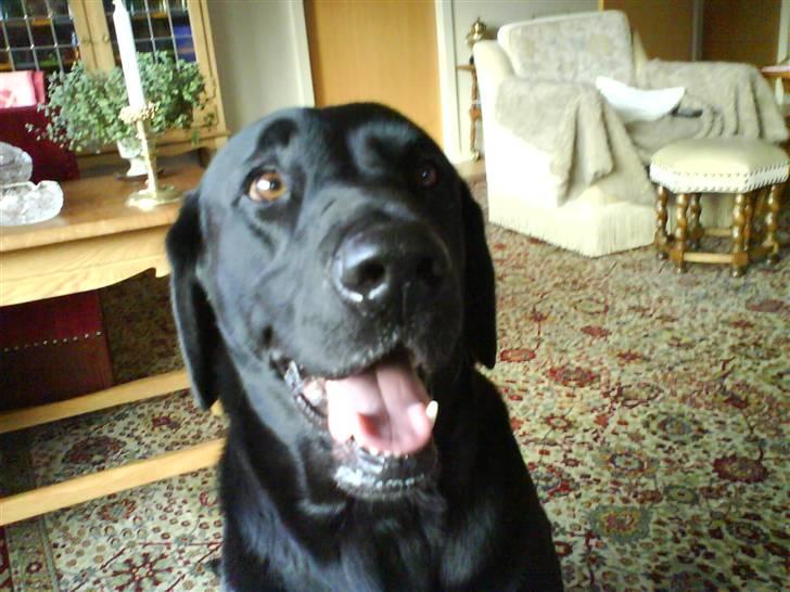 Labrador retriever Monty af Keis billede 4